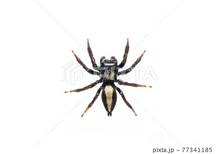 Image of biting jumping spider (Opisthoncus mordax) on white background. Insect. Animal 77341185