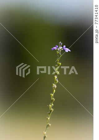 緑の細い茎に紫の小さな花を付ける松葉海蘭 77341410