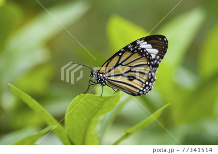 蝶が葉に止まって休憩しています。蝶の名前はスジグロカバマダラです。の写真素材 [77341514] - PIXTA