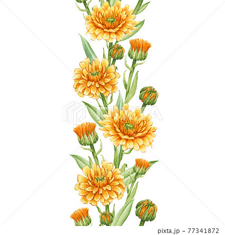 Calendula flower seamless border. Watercolor... - Stock Illustration  [77341872] - PIXTA