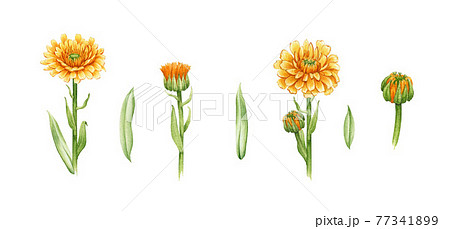 Calendula flower set. Watercolor illustration. Yelow medical natural herb set. Calendula officinalis blossom and bud on white background. Natural healthy flowers with orange petals and green leaves Calendula flower set. Watercolor illustration. Yelow medical natural herb set. Calendula officinalis blossom and bud on white background. Natural healthy flowers with orange petals and green leaves 77341899