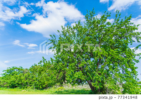 春の自然風景　若葉をまとった大きな桑の木 77341948