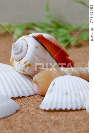貝、貝殻、シェル、殻、夏、貝類、巻貝、貝がら 77341983