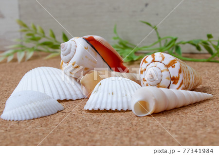 貝、貝殻、シェル、殻、夏、貝類、巻貝、貝がら 77341984
