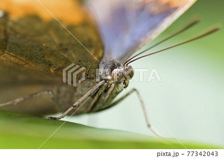 コノハチョウのクローズアップ写真です。学名はKallima inachusです。 77342043