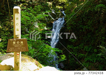 奈良・佐保川源流・五月の鶯の滝21 奈良・佐保川源流・五月の鶯の滝21 77342438