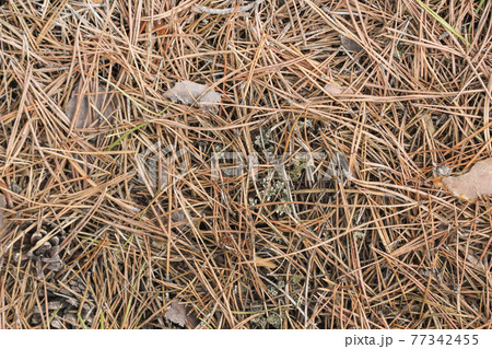 Dry last year's pine needles 77342455