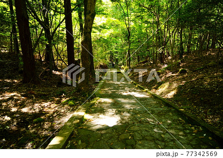 奈良・春日山・鶯の滝に下る五月の原始林の森4 77342569