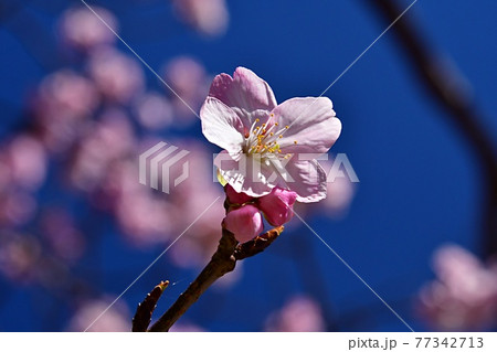一輪の河津桜 77342713