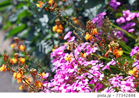 花アロエとイモカタバミ 77342898