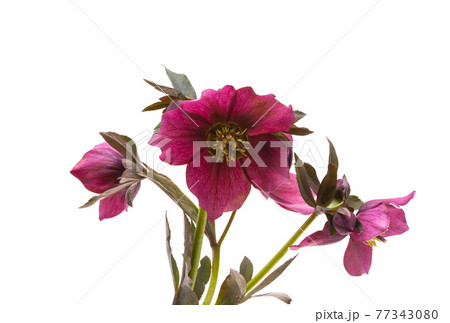 hellebore flower isolated 77343080