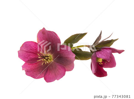 hellebore flower isolated 77343081