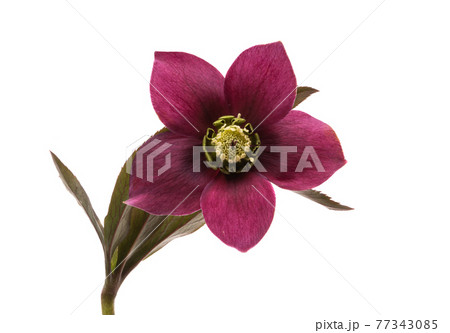 burgundy hellebore flower isolated burgundy hellebore flower isolated 77343085