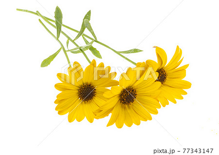 yellow osteospermum Daisy isolated yellow osteospermum Daisy isolated 77343147