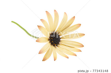 osteospermum Daisy isolated 77343148