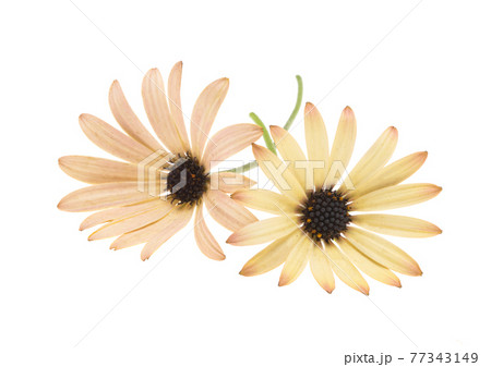 osteospermum Daisy isolated osteospermum Daisy isolated 77343149