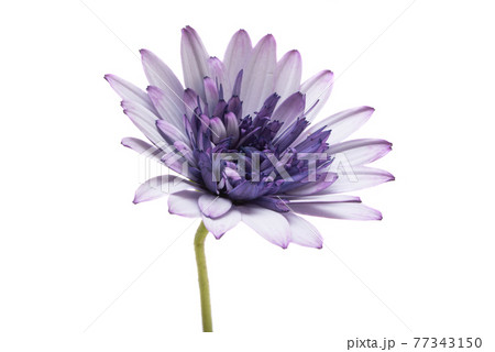 osteospermum Daisy isolated osteospermum Daisy isolated 77343150