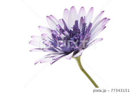 osteospermum Daisy isolated osteospermum Daisy isolated 77343151