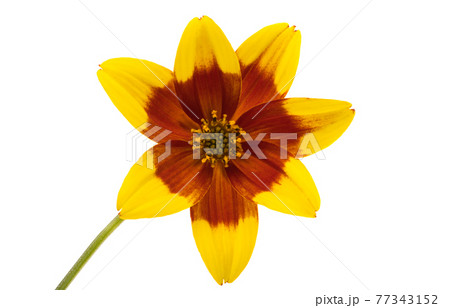 flower biden isolated flower biden isolated 77343152