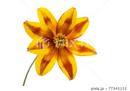flower biden isolated flower biden isolated 77343153