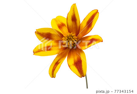 flower biden isolated flower biden isolated 77343154