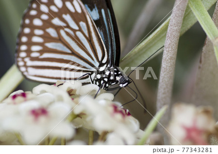 蝶が花の蜜を吸っています 蝶の名前はリュウキュウアサギマダラです の写真素材