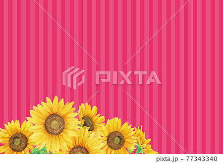 水彩の向日葵とストライプ背景のイラスト ショッキングピンク のイラスト素材