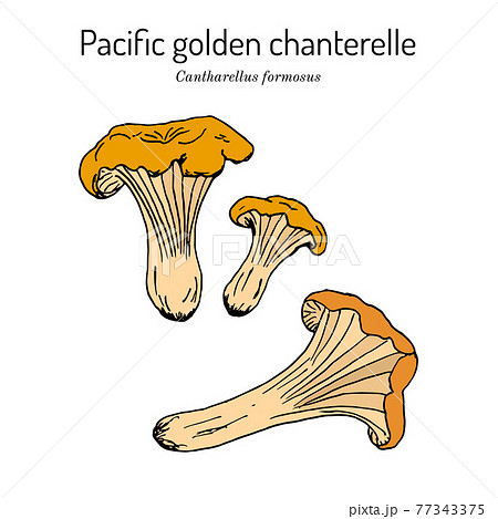 Pacific golden chanterelle cantharellus formosus , official state mushroom of Oregon 77343375