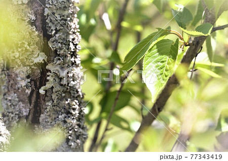 樹木の白い幹の皮と葉っぱの写真素材