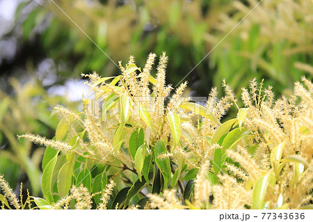 満開のマテバシイの花の写真素材