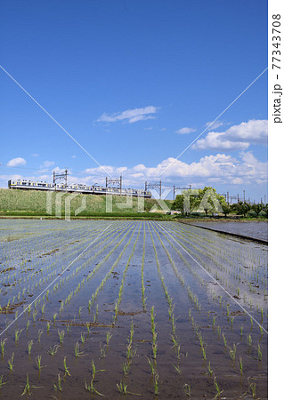 田植えが終わった田んぼと築堤を走る東武鉄道20400型電車 77343708