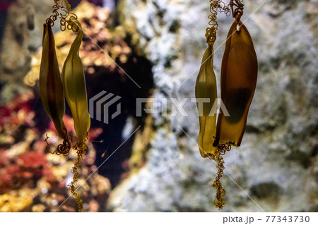 dogfish yellow egg hanging on gorgonia dogfish yellow egg hanging on gorgonia 77343730