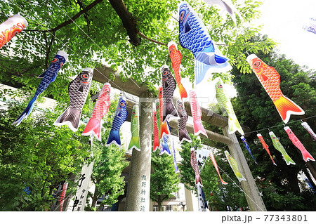 板橋区熊野町熊野神社 鯉のぼり 板橋区熊野町熊野神社 鯉のぼり 77343801