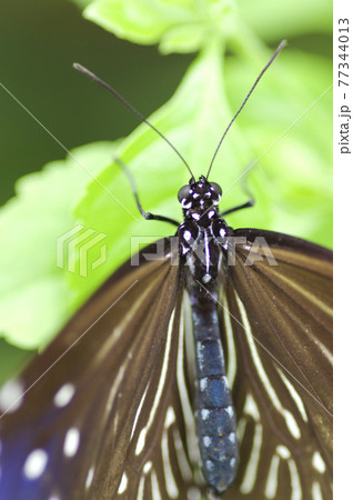 蝶が葉に止まって休憩しています。蝶の名前はツムラサキマダラです。 77344013