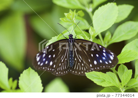 蝶が葉に止まって休憩しています 蝶の名前はツムラサキマダラです の写真素材