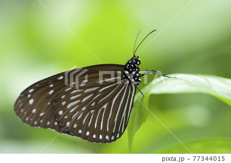 蝶が葉に止まって休憩しています。蝶の名前はツムラサキマダラです。 77344015