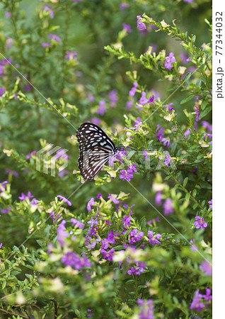 リュウキュウアサギマダラが花の蜜を吸っています。学名：Ideopsis similisです。 77344032
