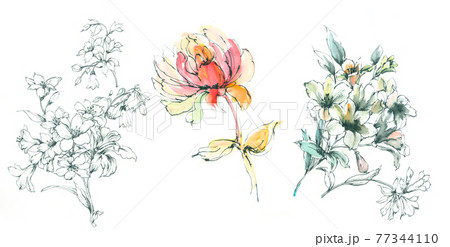 透明水彩 水彩画 花 77344110