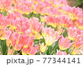 春爛漫のチューリップ畑 77344141