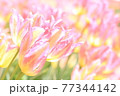 春爛漫のチューリップ畑 77344142