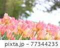 楽園のなチューリップ畑 77344235