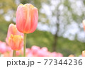 楽園のなチューリップ畑 77344236