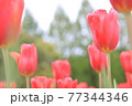 真っ赤なチューリップ畑 77344346