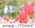 真っ赤なチューリップ畑 77344347