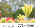 黄色いチューリップ 77344390