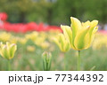 黄色いチューリップ 77344392