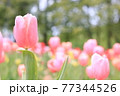 楽園の様なチューリップ畑 77344526