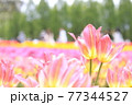 楽園の様なチューリップ畑 77344527