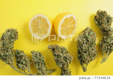 Marijuana buds close-up, flat lay. Medicinal cannabis leaves on white background 77344618