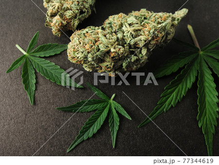 CBD concept. Fresh marijuana leaves and buds on black background. 77344619